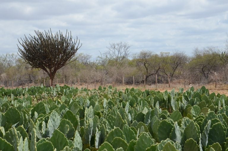 Embrapa e Emirados Árabes fazem parceria