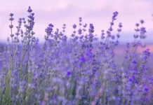 Cultivo de lavanda transforma vila de Belarus em novo destino turístico