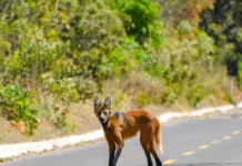 Descubra as riquezas do Cerrado no Jardim Botânico de Brasília